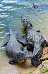 several alligators in rio do pantanal brazilian