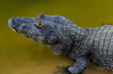 alligator in rio do pantanal brazilian