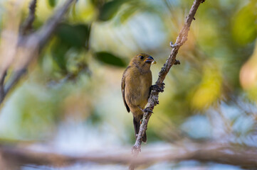 bird eating seeds