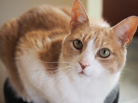 GATO COM&Uacute;N EUROPEO AMARILLO 