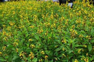 Galphimia, Gold shower or Galphimia glauca, yellow flower