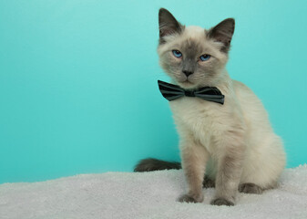 Fototapeta na wymiar grey and white siamese cat with blue eyes wearing a bow tie