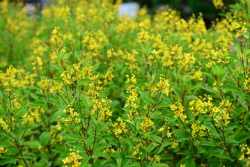 Galphimia, Gold shower or Galphimia glauca, yellow flower