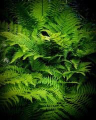 green fern background