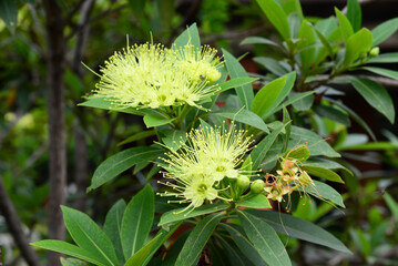 Golden penda (Xanthostemon chrysanthus) is a fabulous rainforest tree that thrives in sub-tropical and warm temperate conditions