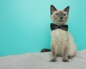 grey and white siamese cat with blue eyes wearing a bow tie making funny face