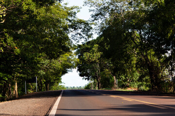 road in the middle of the forest