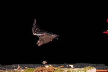 bats colombia