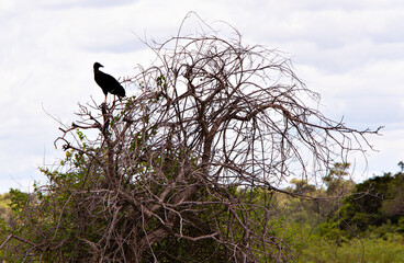 bird silhouette in the middle of dry tree