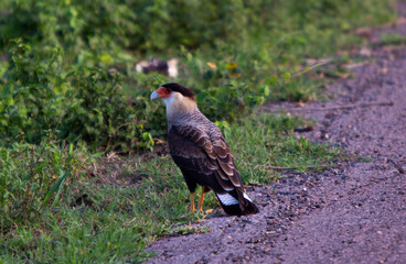 harpy eagle in its natural habitat, the brazilian pantanal