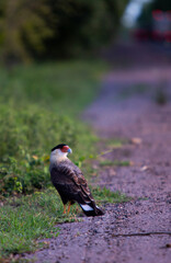 harpy eagle in its natural habitat, the brazilian pantanal