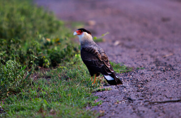 harpy eagle in its natural habitat, the brazilian pantanal