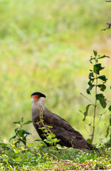 harpy eagle in its natural habitat, the brazilian pantanal