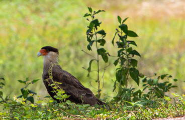 harpy eagle in its natural habitat, the brazilian pantanal