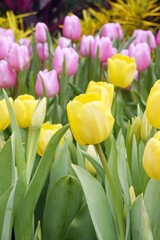 Tulip Triumph 'Kikomachi' bloom under sunshine in the garden. 
The bright petals that characterize this Tulip form a delightful  egg shape, only adding to the sense of warmth and happiness it offers.