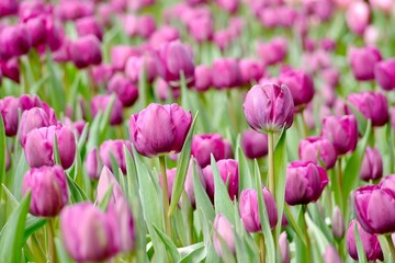 Fototapeta premium Negrita Triumph Tulip bloom under sunshine in the garden. Deep purple blooms appear almost like velvet. Represents perfect love and eternal happiness.