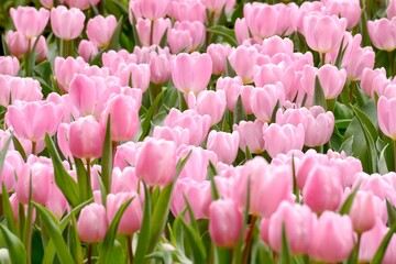 Pink tulips (Tulip Synaeda Amor) bloom under sunshine in the garden. Triumph Tulip Synaeda Amor opens deep pink and fades to a lovely shade of soft pink flushed with a lilac pink. 