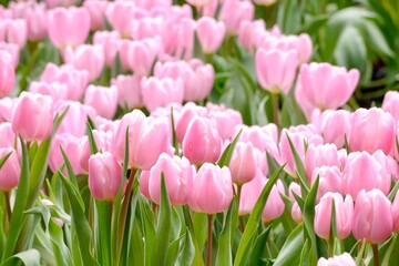 Fototapeta premium Pink tulips (Tulip Synaeda Amor) bloom under sunshine in the garden. Triumph Tulip Synaeda Amor opens deep pink and fades to a lovely shade of soft pink flushed with a lilac pink. 