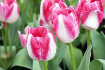 Tulip Triumph 'Alectric' bloom under sunshine in the garden. Tulip Alectric display bi-coloured...