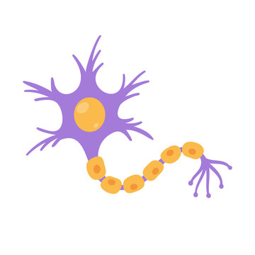 human sensory neuron model for biology studies