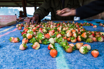 Fresh strawberry fruit harvest from farm