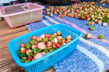Fresh strawberry fruit harvest from farm