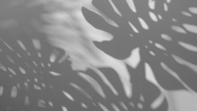Shadow Monstera deliciosa leaf in wind blowing overlay on white surface texture wall background, house plant, black and white, summer concepts nature background, slow motion