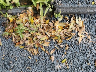 dry leaves falling in the garden path