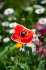 Red poppy flower on a background of daisies