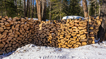 A woodpile is stacked on the snow. Sawdust is scattered around. Background - coniferous forest, blue sky. A sunny winter day. Altai