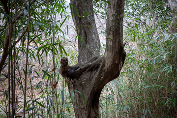 근육질 수피의 서어나무