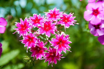 Fototapeta premium Paniculate phlox (garden phlox) in bloom. Red bouquet on a flower bed