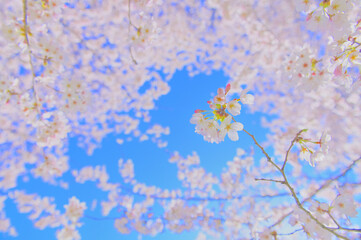 Obraz na płótnie Canvas 青空と満開の桜