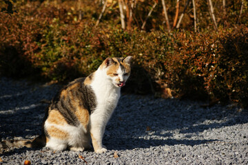 Naklejka na ściany i meble A spotted cat is sitting in a gravel field.