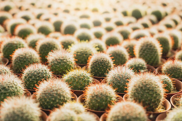 Row of cactuses in the flowerpots. Top view of cactus farm with various cactus type. Cactus have thorn for reduce dehydration so it is succulent plant. cactus background.