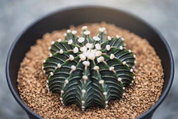 Green Gymno calycium cactus in greenhouse plant. Gymnocalycium mihanovichii. LB 2178 is name of...