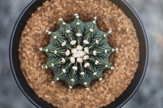 Green Gymno calycium cactus in greenhouse plant. Gymnocalycium mihanovichii. LB 2178 is name of Gymnocalycium mihanovichii is a type of cactus or succulents tree.