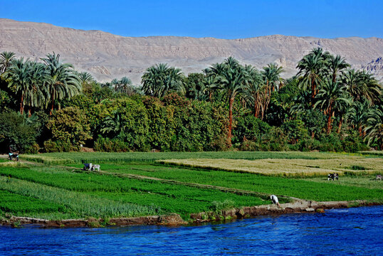 Agricultura no Vale do Rio Nilo. Luxor. Egito.