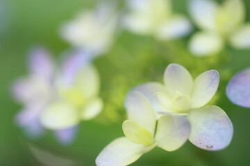 Fototapeta na wymiar close up of white flowers