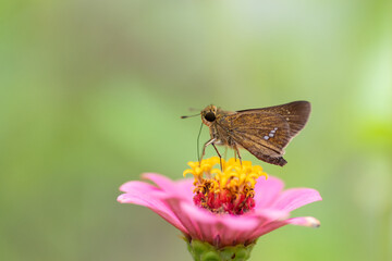 花にとまる蝶