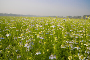Blooming White Nigella sativa flowers in the field. White and Green Flowers Background Landscape view.