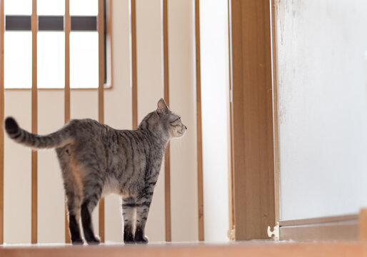 見つめる猫　サバトラ猫