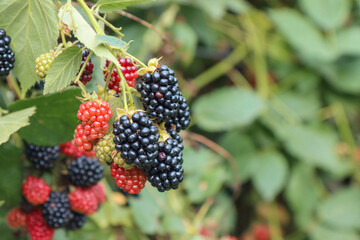 Ripe blackberry fruits.