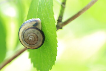 snail on a leaf
