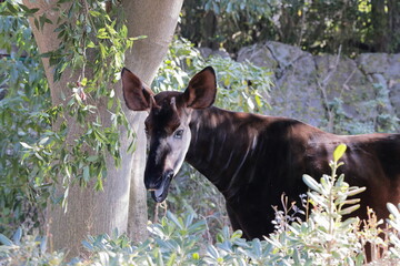 オカピ  © kosumi