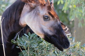 オカピ  © kosumi