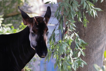 オカピ  © kosumi