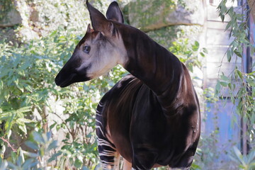 オカピ  © kosumi