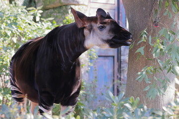 オカピ  © kosumi