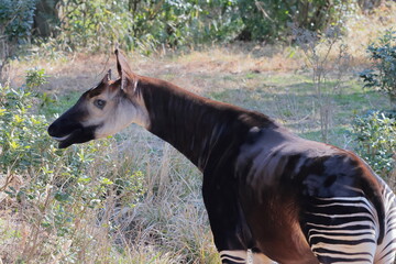 オカピ  © kosumi